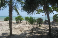 Costa Maya White Sands